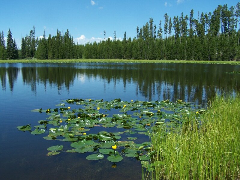 Lily Pads on Pond — Green, Serene, Afternoon