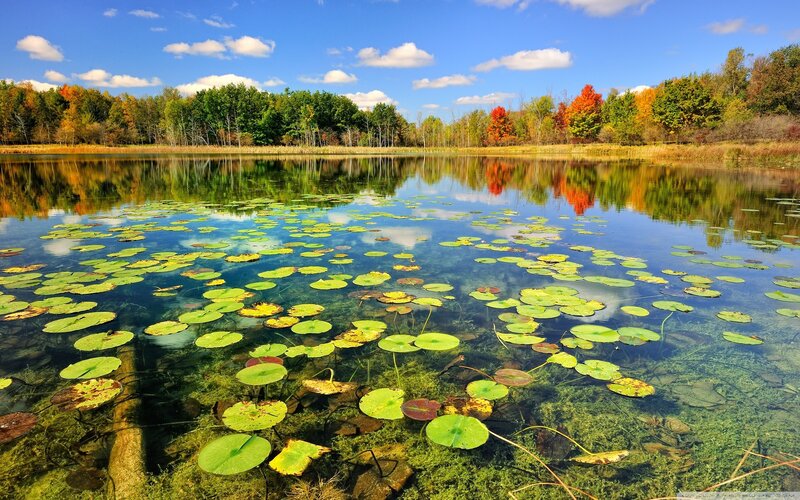 Lily Pads on Pond — Green, Serene, Autumn, Photograph