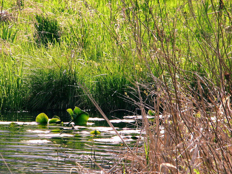 Lily Pads on Pond — Green, Serene
