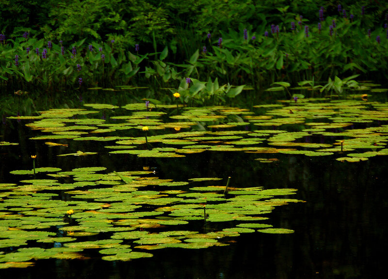 Lily Pads on Pond — Green