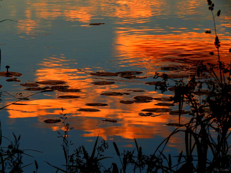 Lily Pads on Pond — Orange