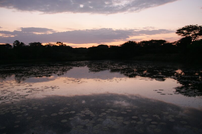 Lily Pads on Pond — Pink