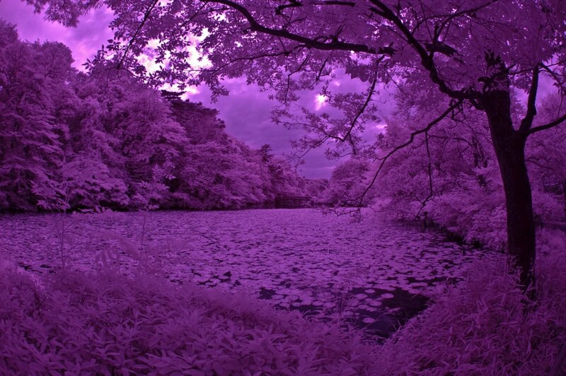 Lily Pads on Pond — Purple