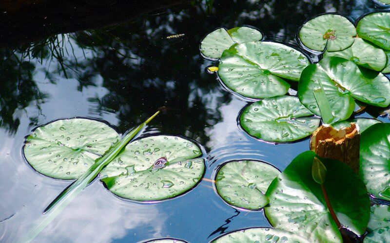 Lily Pads on Pond