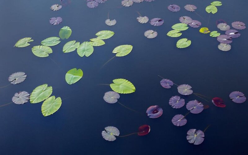 Lily Pads on Water — Blue, Serene