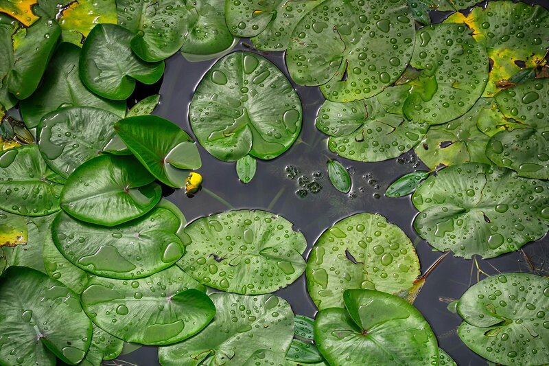 Lily Pads on Water — Green, Calm