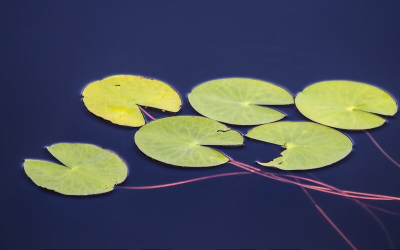 Lily Pads on Water — Green