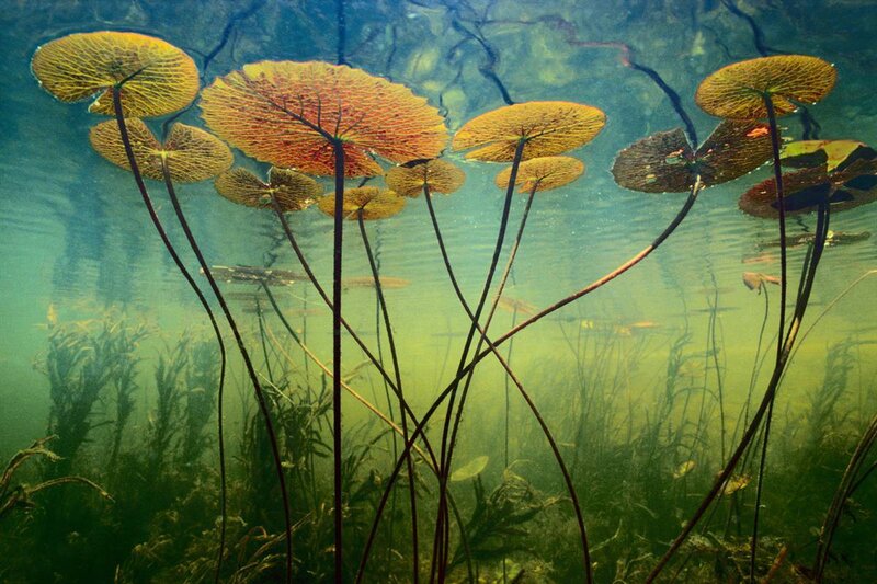 Lily Pads Underwater — Green, Serene