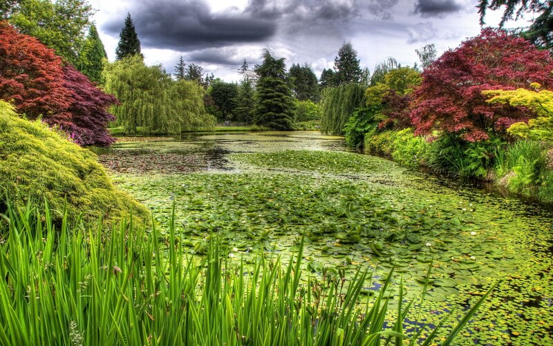 Lily pond in a colorful garden