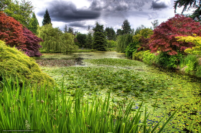Lily pond in a garden