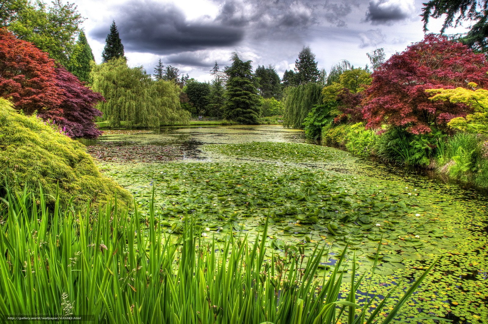 Lily pond in a garden