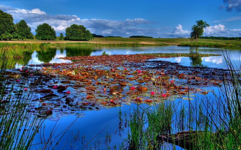 Lily pond in a green landscape