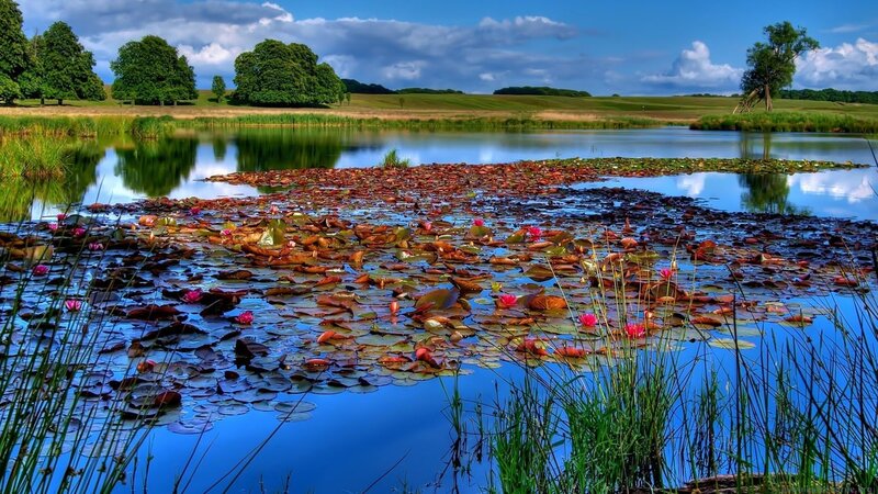 Lily pond in a green landscape