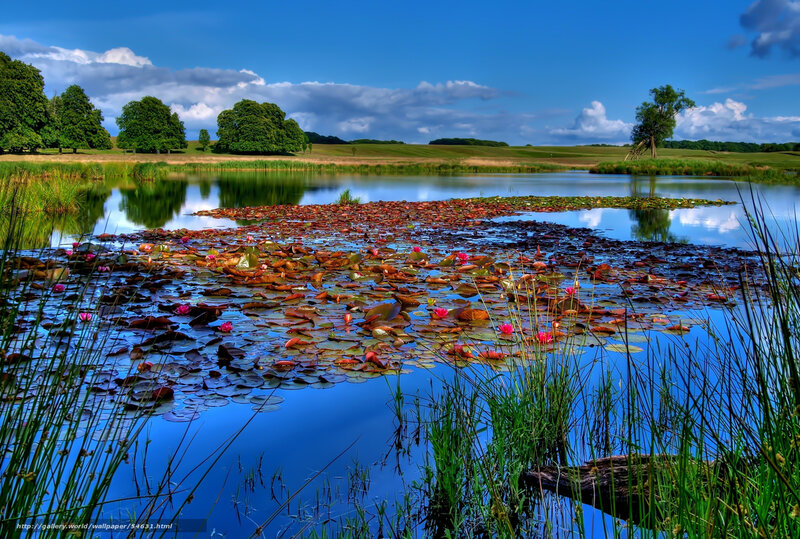 Lily pond in a green landscape