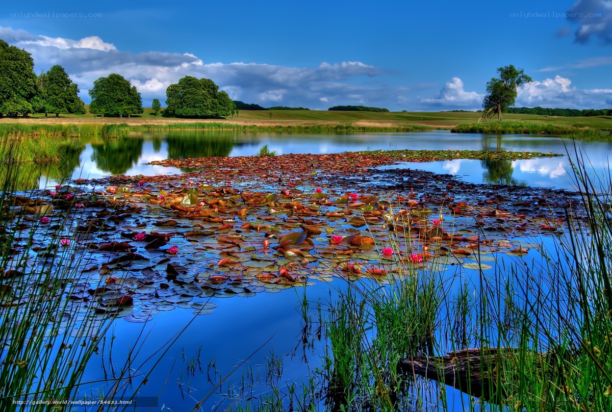 Lily pond in a green landscape