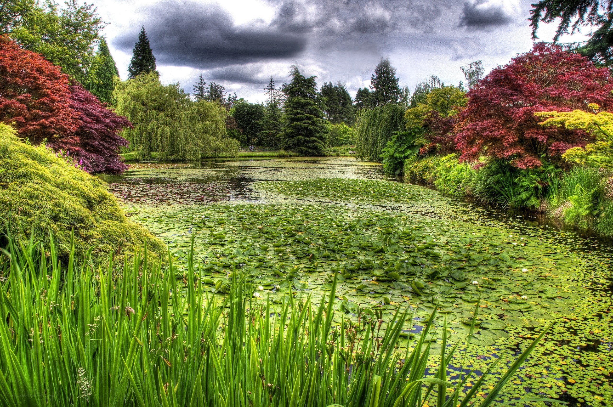 Lily pond in a lush garden