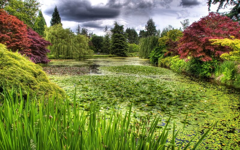 Lily pond in a lush garden