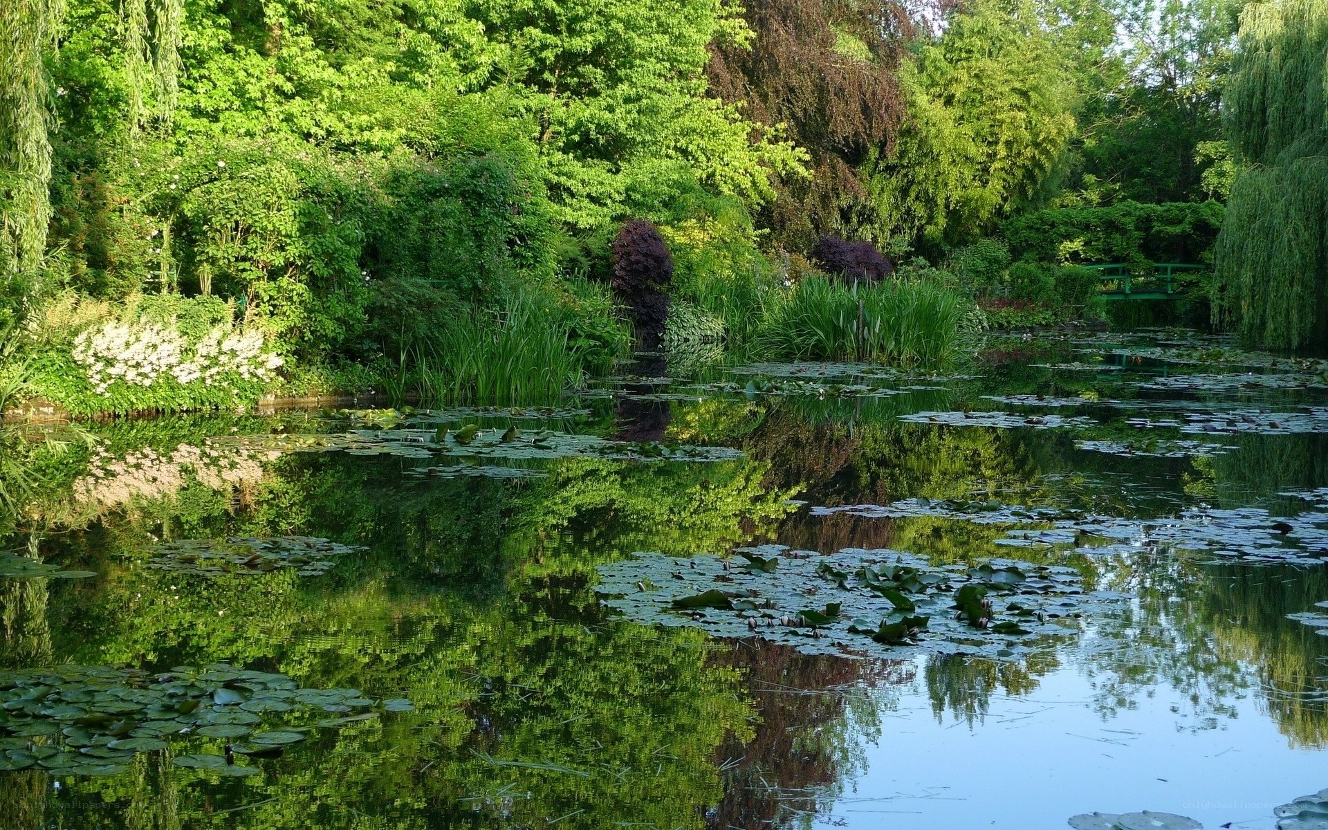 Lily pond in a lush garden