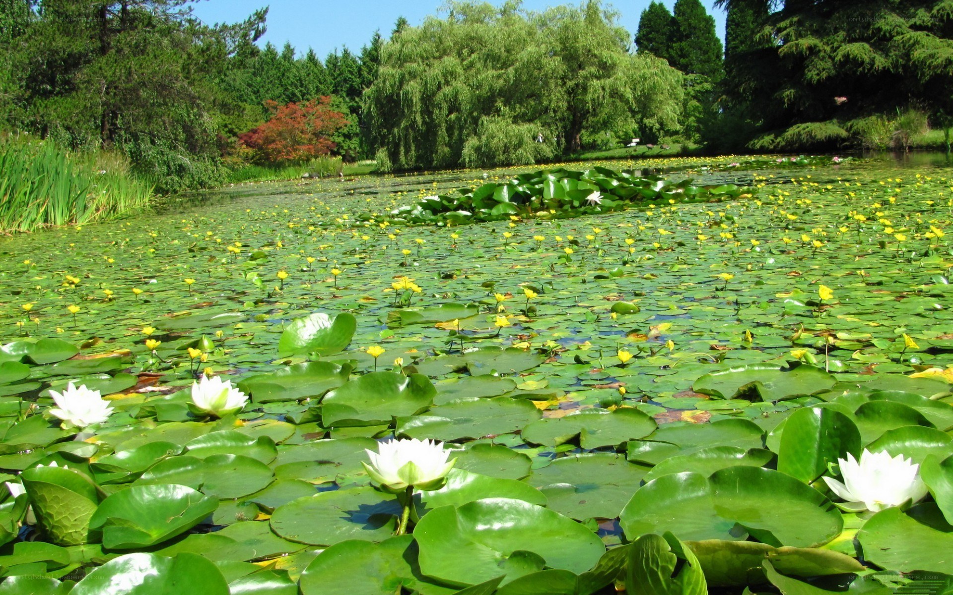 Lily pond in a park