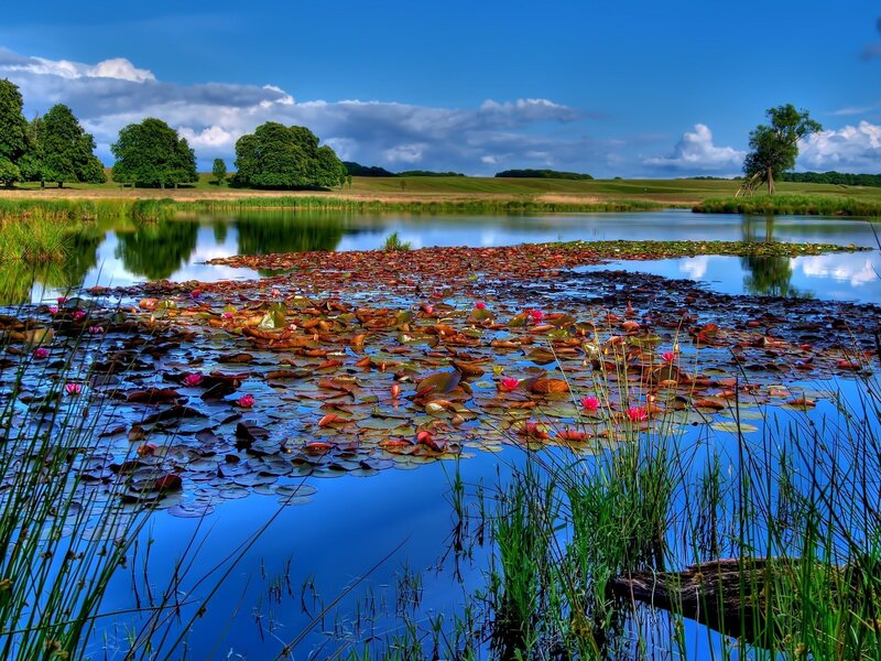 Lily pond in a serene landscape