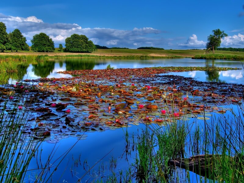 Lily pond in a serene landscape
