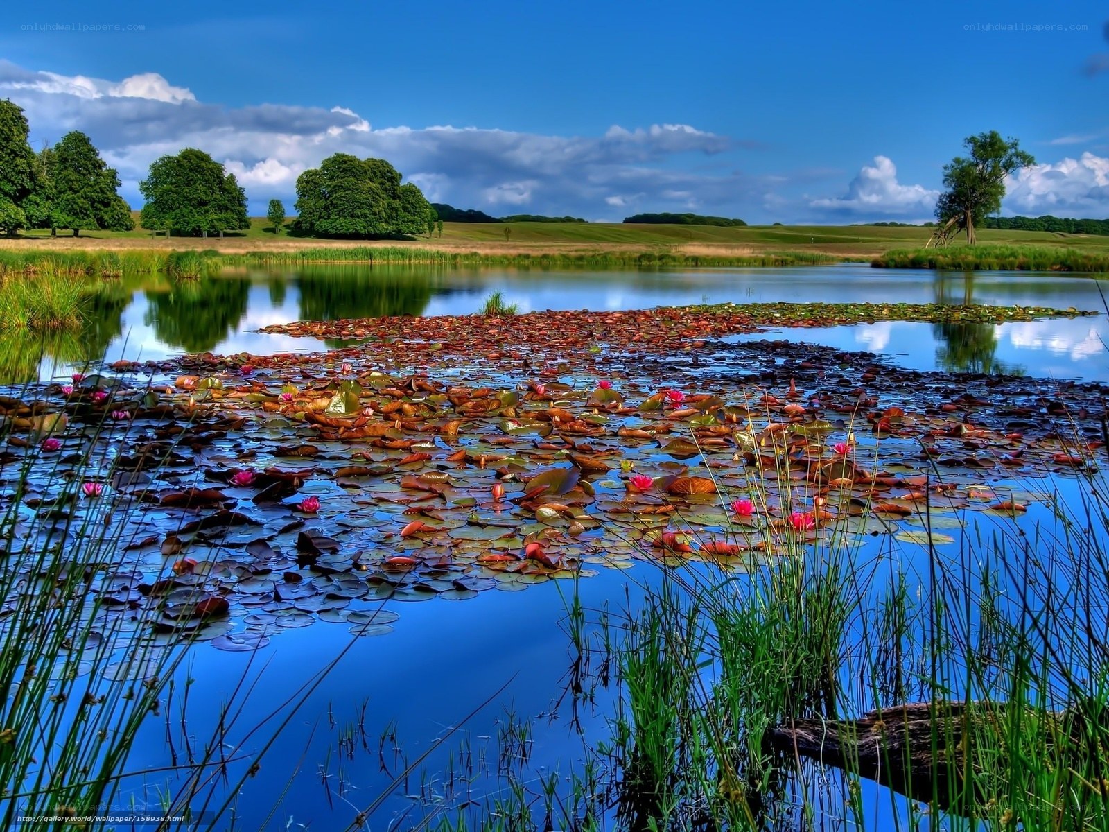 Lily pond in a sunny landscape