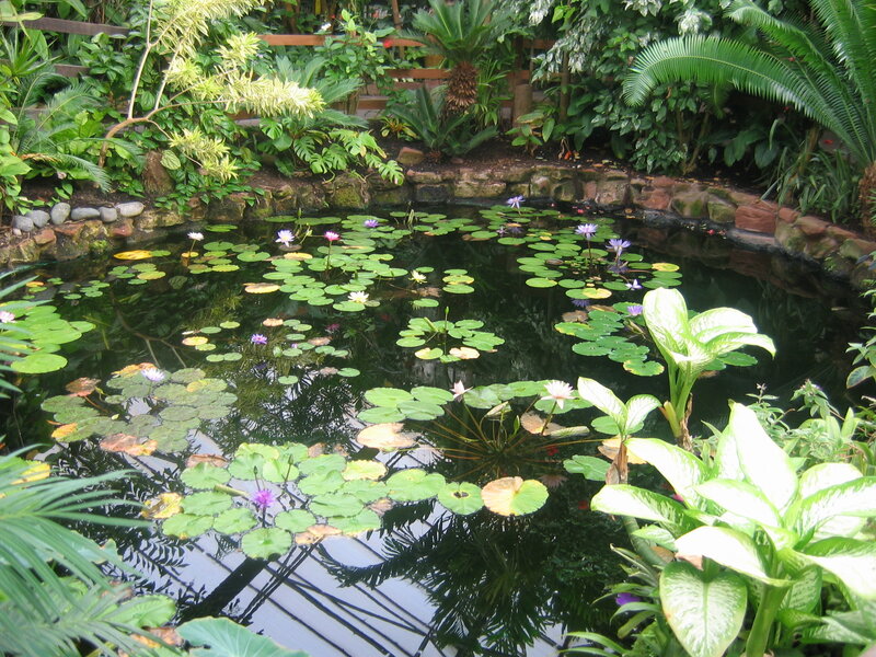 lily pond in tropical garden