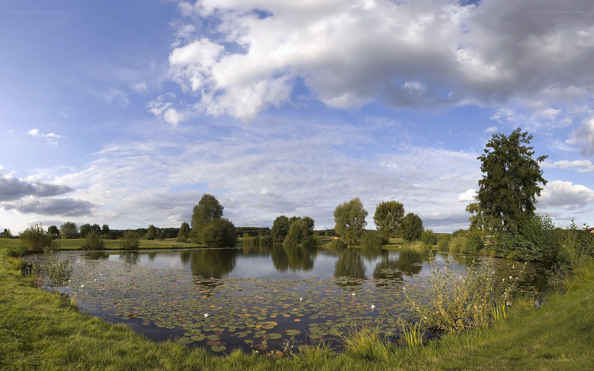 Lily pond under cloudy sky