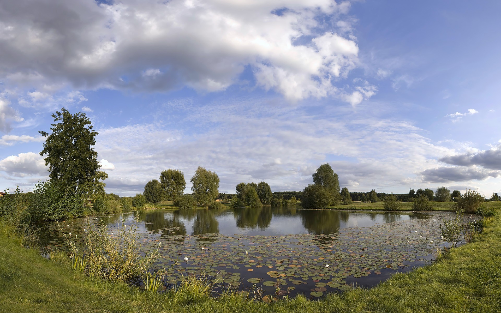 Lily pond under cloudy sky