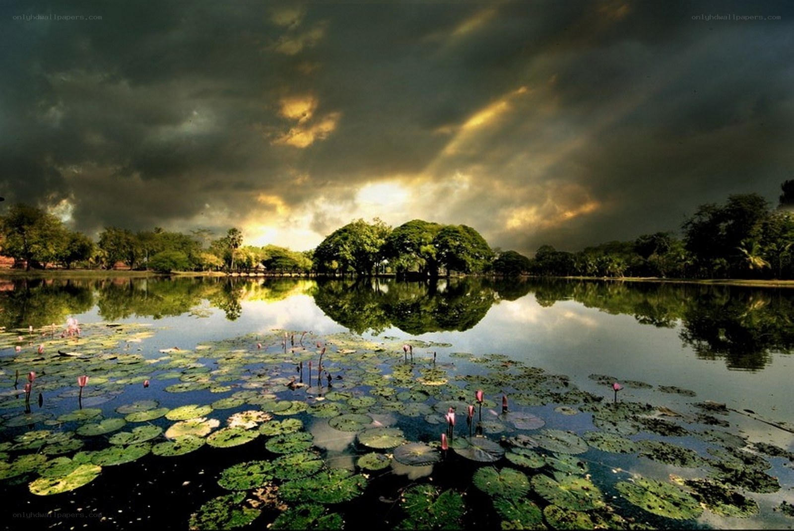 Lily pond under stormy sky