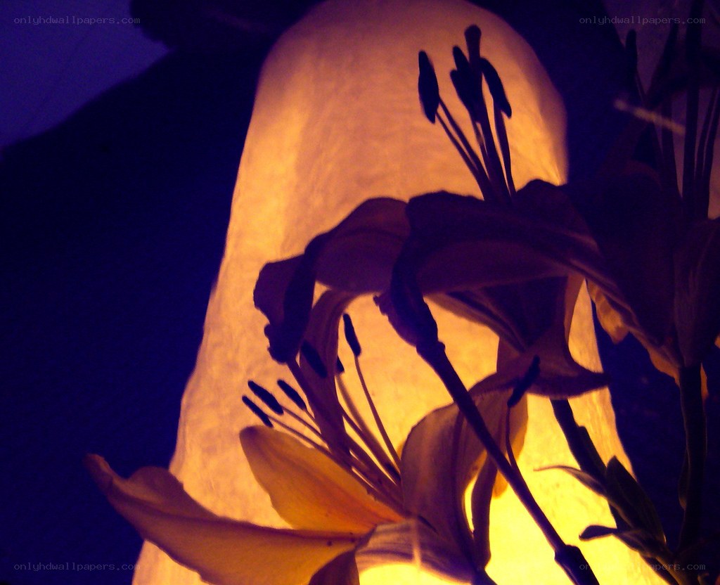 Lily silhouette against glowing lantern