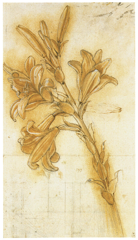 Lily study drawing