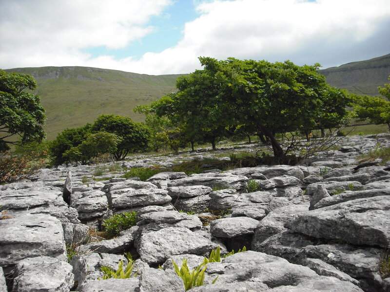Limestone landscape with trees