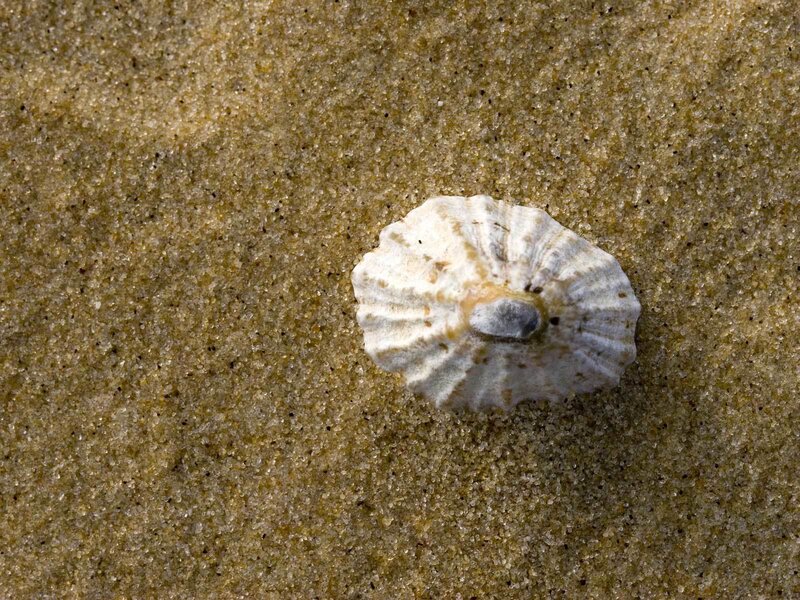 Limpet on sandy beach