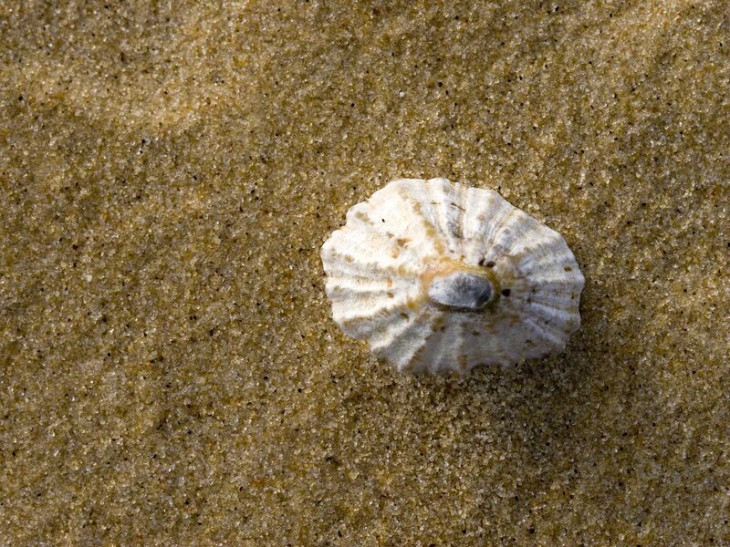 Limpet on sandy beach