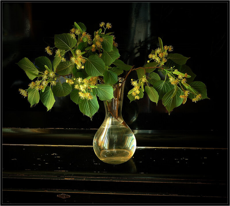 Linden branches in a vase