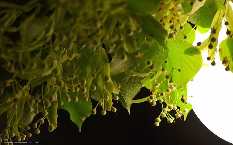 Linden tree blossoms at night