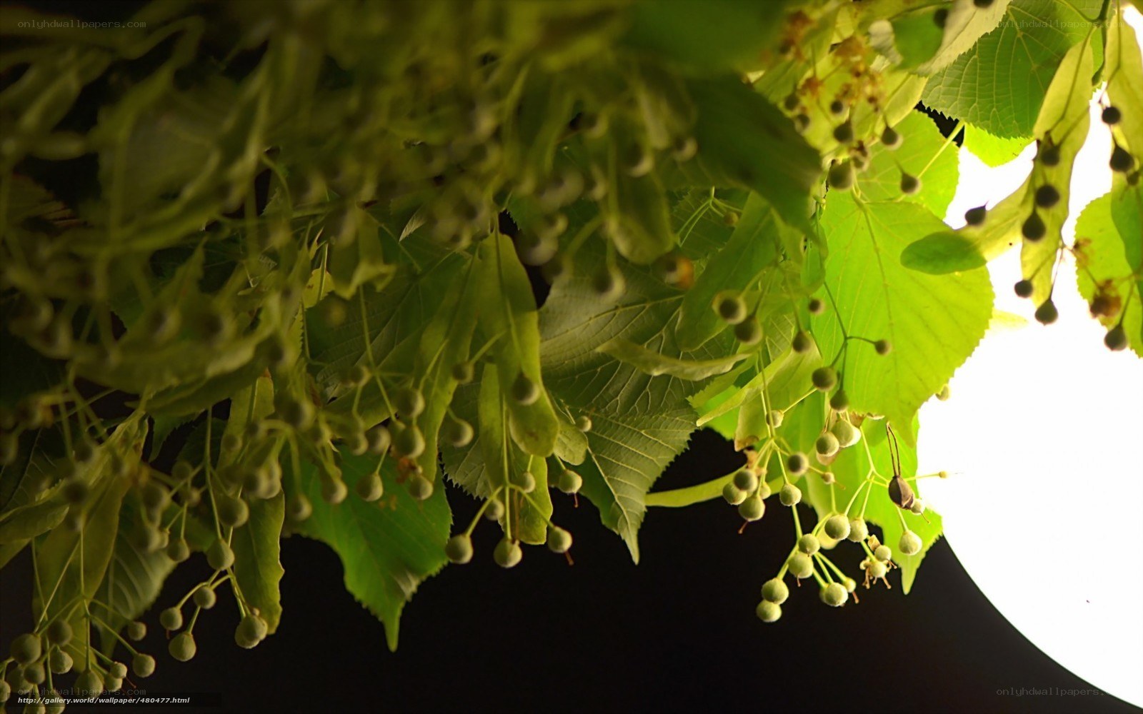 Linden tree blossoms at night