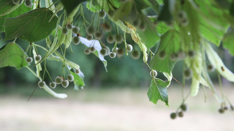 Linden Tree Blossoms — Green, Serene