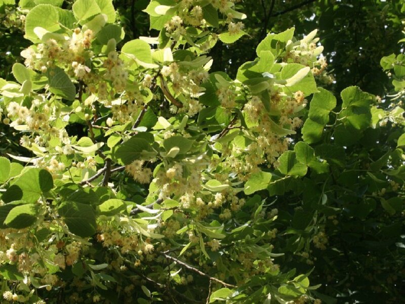 Linden Tree Blossoms — Green
