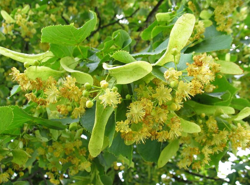 Linden Tree Blossoms