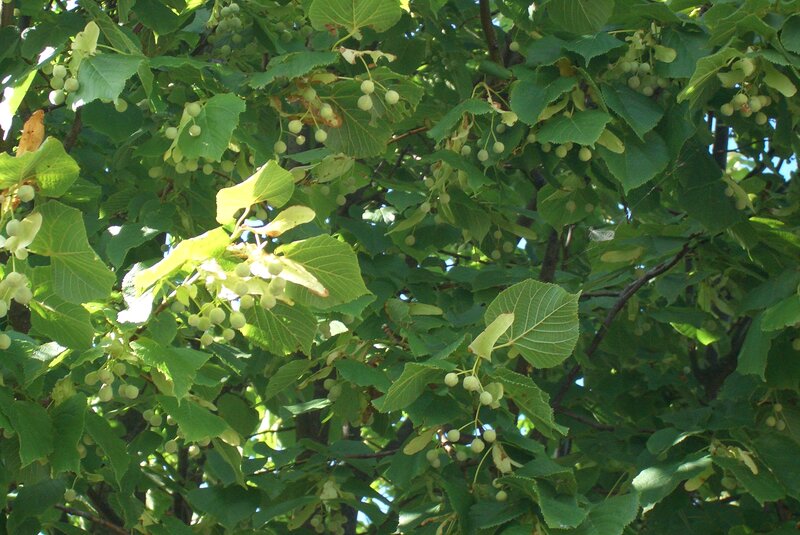 Linden Tree with Berries