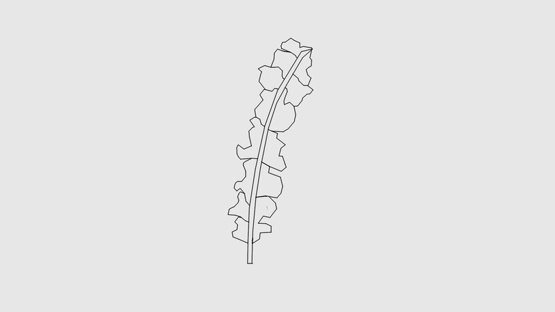 Line Drawing of a Leaf