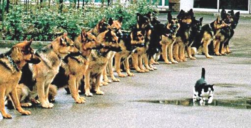 Line of German Shepherds