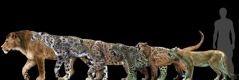 Line of Prehistoric Cats
