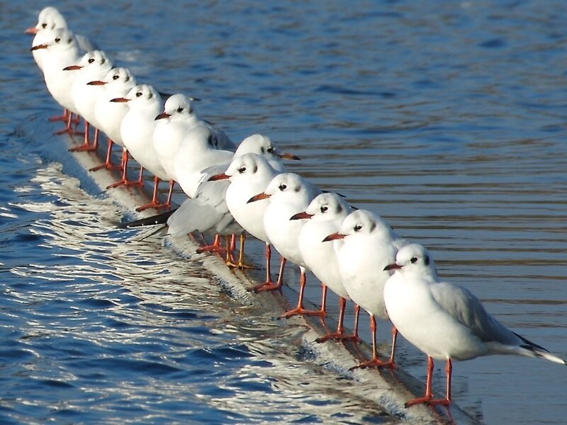 Line of Seagulls