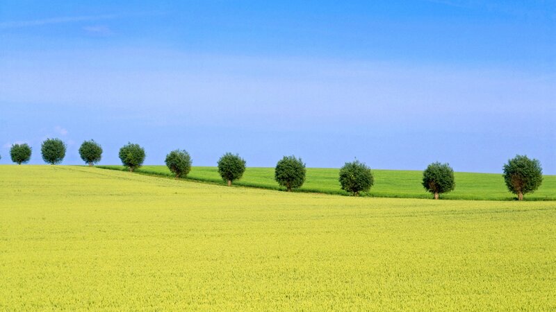 Line of Trees on Hill