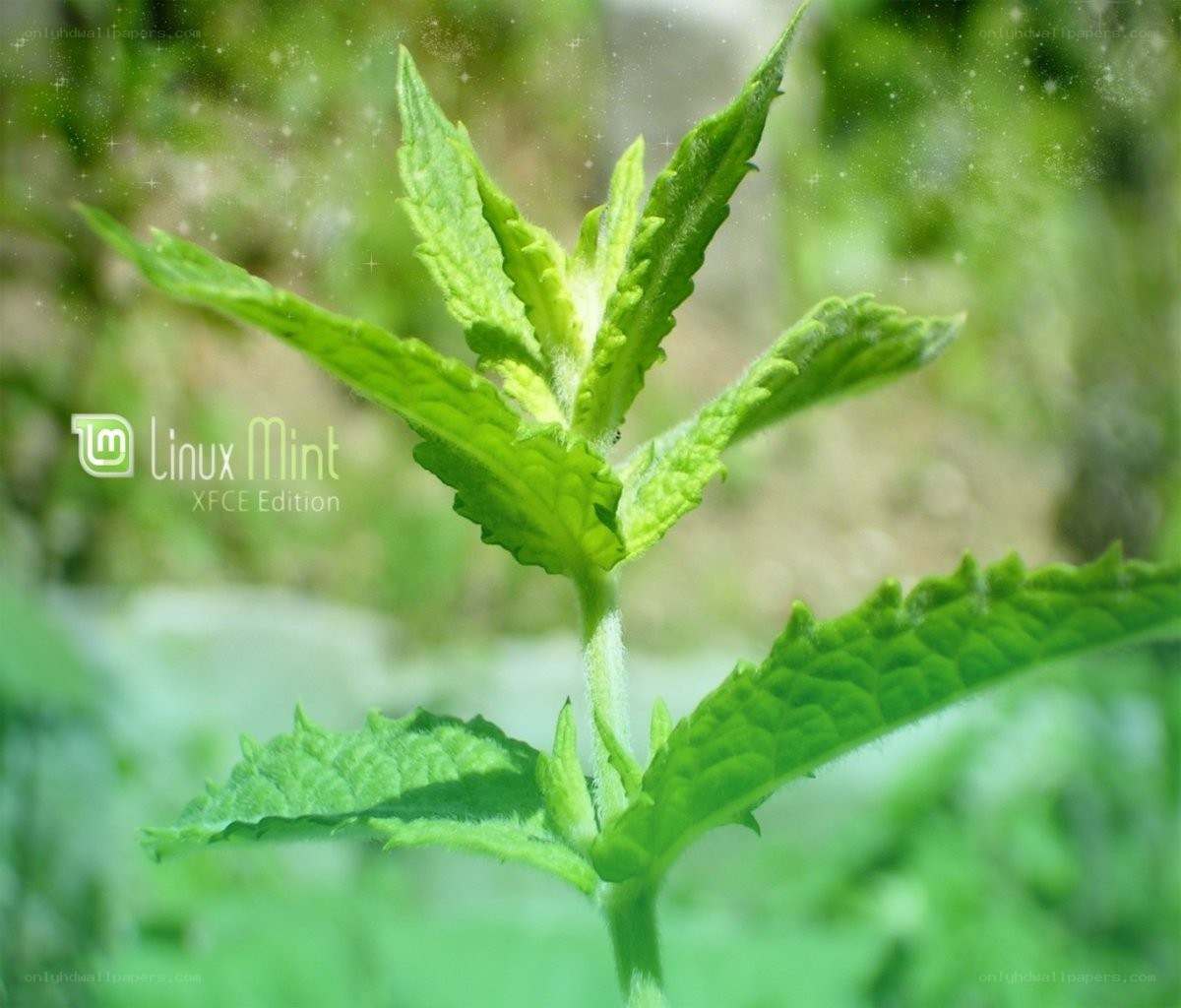 Linux Mint plant close-up
