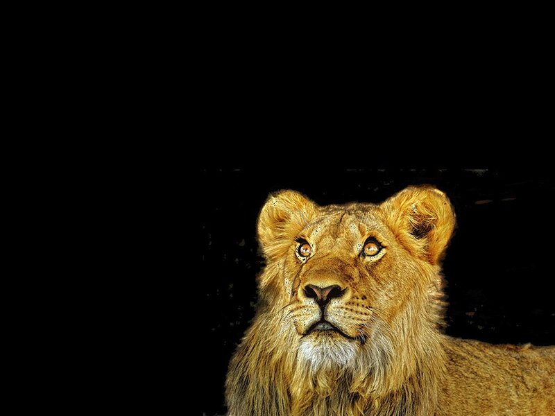 lion against black background