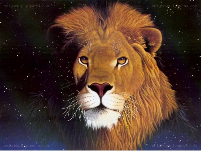 Lion against starry sky